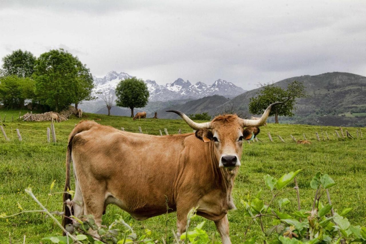Casa Rural Los Campos Corao Dış mekan fotoğraf